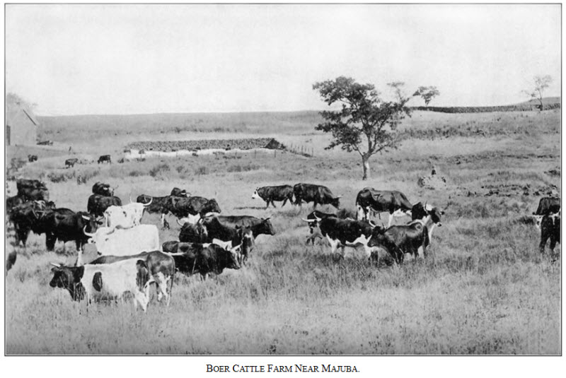 Boer Cattle Farm